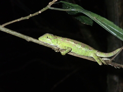 Diploderma polygonatum xanthostomum