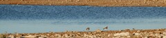Vanellus coronatus