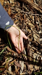 Calochilus paludosus