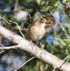 Cincloramphus timoriensis