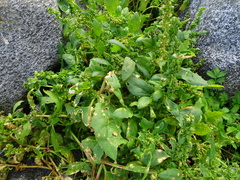 Atriplex gmelinii