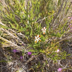 Jamesbrittenia albomarginata