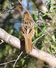 Cincloramphus timoriensis