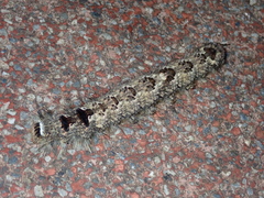 Lebeda nobilis