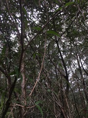 Parsonsia brownii