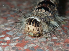 Lebeda nobilis