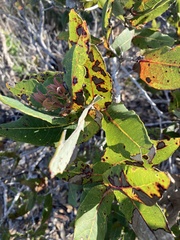 Angophora hispida