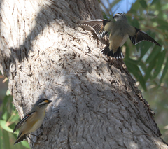 Pardalotus striatus