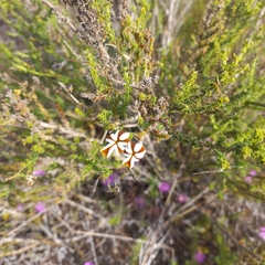 Jamesbrittenia albomarginata