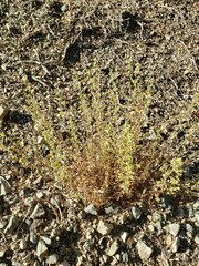 Brickellia desertorum