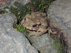 Bufo bankorensis