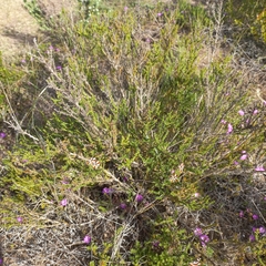 Jamesbrittenia albomarginata