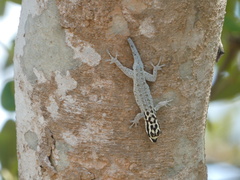 Lygodactylus mombasicus