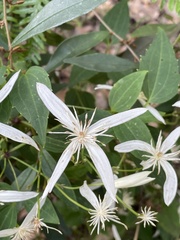 Clematis pubescens
