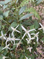 Clematis pubescens