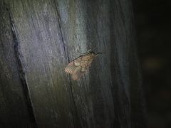 Barsine fuscozonata