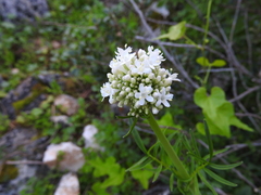 Valeriana italica