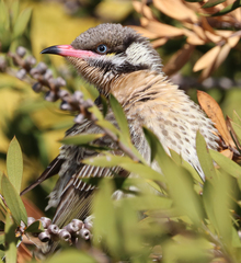 Acanthagenys rufogularis