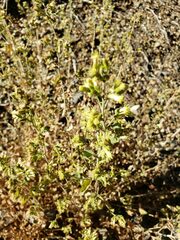 Brickellia desertorum