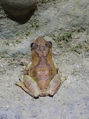 Kurixalus idiootocus