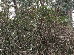 Parsonsia brownii