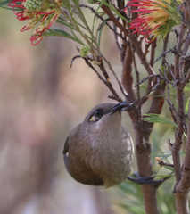Lichmera indistincta
