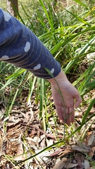 Calochilus paludosus