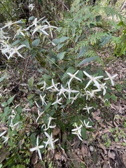 Clematis pubescens