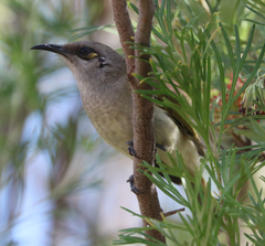 Lichmera indistincta