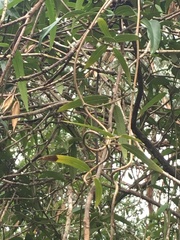 Parsonsia brownii