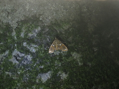 Paracymoriza cataclystalis