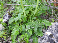 Valeriana italica