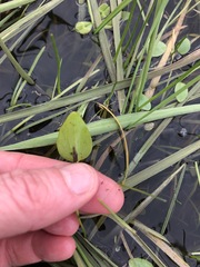 Ornduffia reniformis