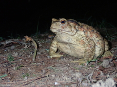 Bufo bankorensis