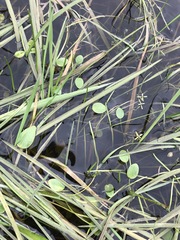 Ornduffia reniformis