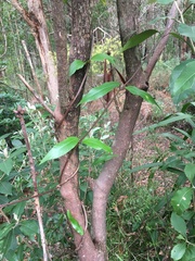 Parsonsia brownii
