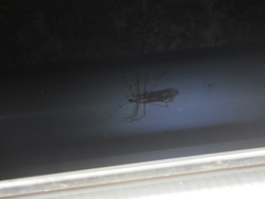 Epidaus sexspinus