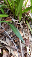 Cryptostylis