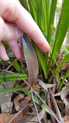 Cryptostylis