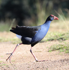 Porphyrio melanotus