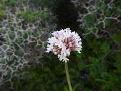 Valeriana italica