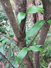 Parsonsia brownii