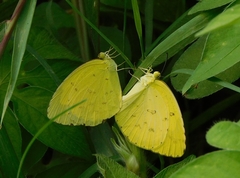 Eurema hecabe