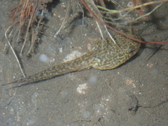 Hoplobatrachus chinensis