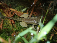Hoplobatrachus chinensis