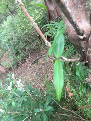 Parsonsia brownii