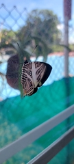 Colobura dirce