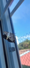 Colobura dirce