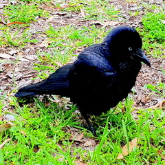 Corvus coronoides perplexus