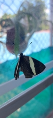 Colobura dirce